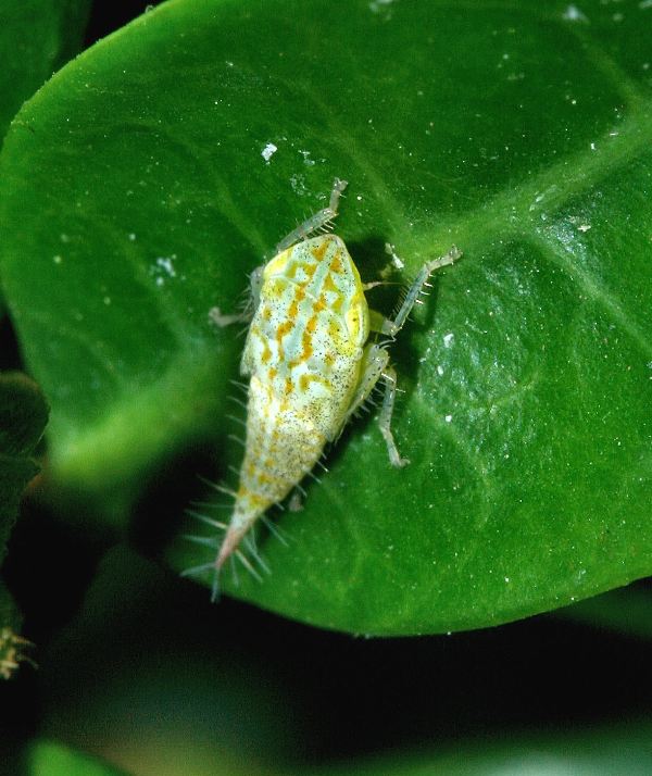 Cicalina su rincospermo - Fieberiella florii